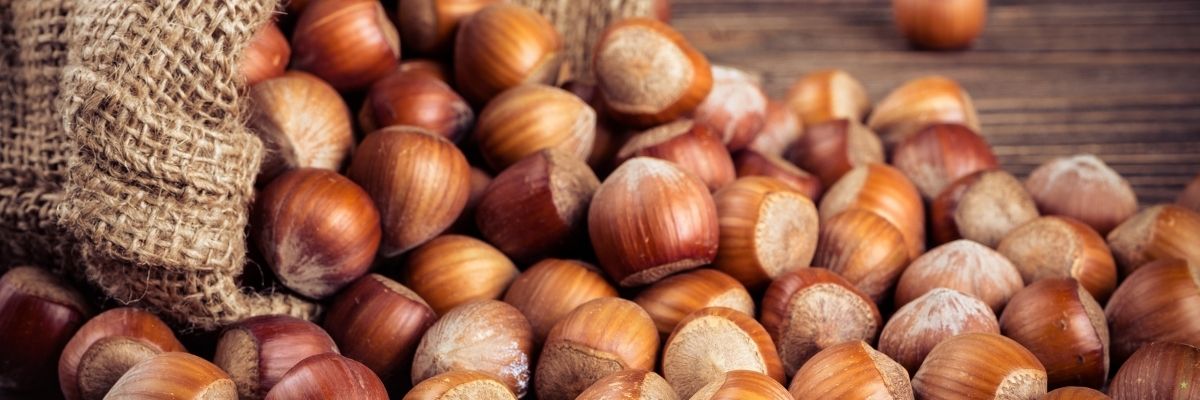 Giresun Fındık Üretiminde Son Durum